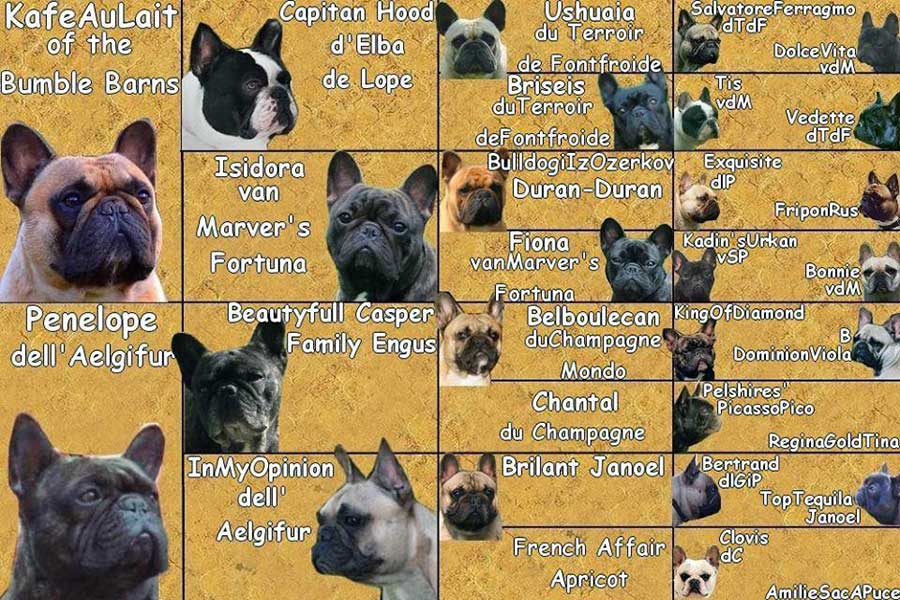 Pedigree Bouledogue francese