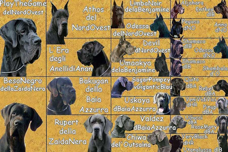 Pedigree alano nero