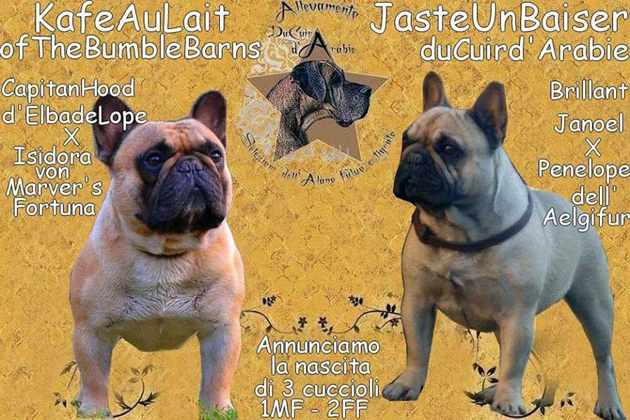 Cucciolata Bouledogue R aprile 2015