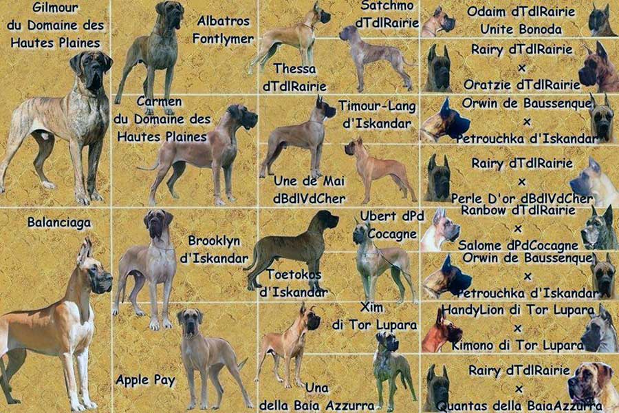 Pedigree cucciolata alano fulvo e tigrato