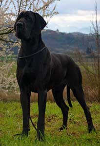 Poivre Noir du Cuir d'Arabie