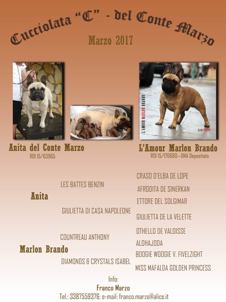 accoppiamento bouledogue francese accoppiamento bouledogue francese