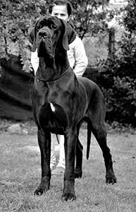 VAN DER GRAAF DU CUIR D'ARABIE