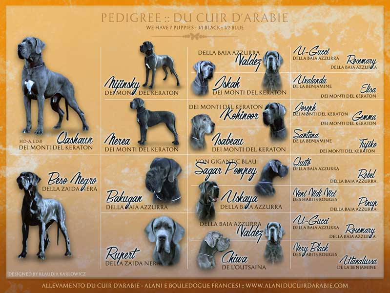 Pedigree cucciolata alano nero e blu