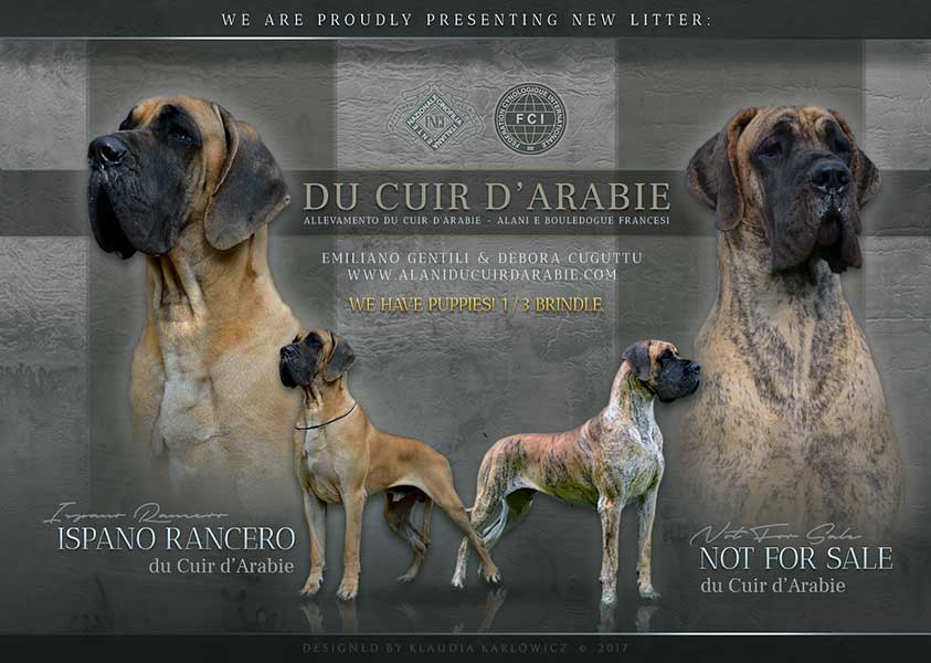 Cucciolata alano B 2017