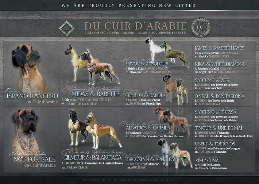 Pedigree cucciolata alano fulvo e tigrato