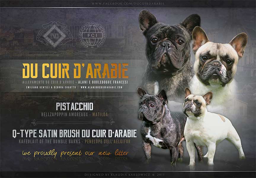 Cucciolata marzo 2017 bouldogue francese