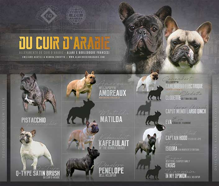 Cucciolata marzo bouldogue