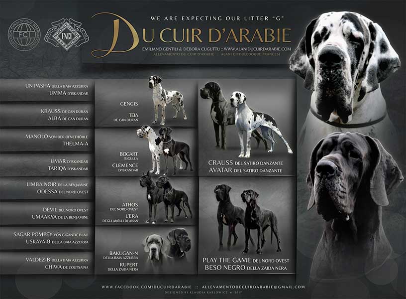 Pedigree cucciolata alano nero ed arlecchino
