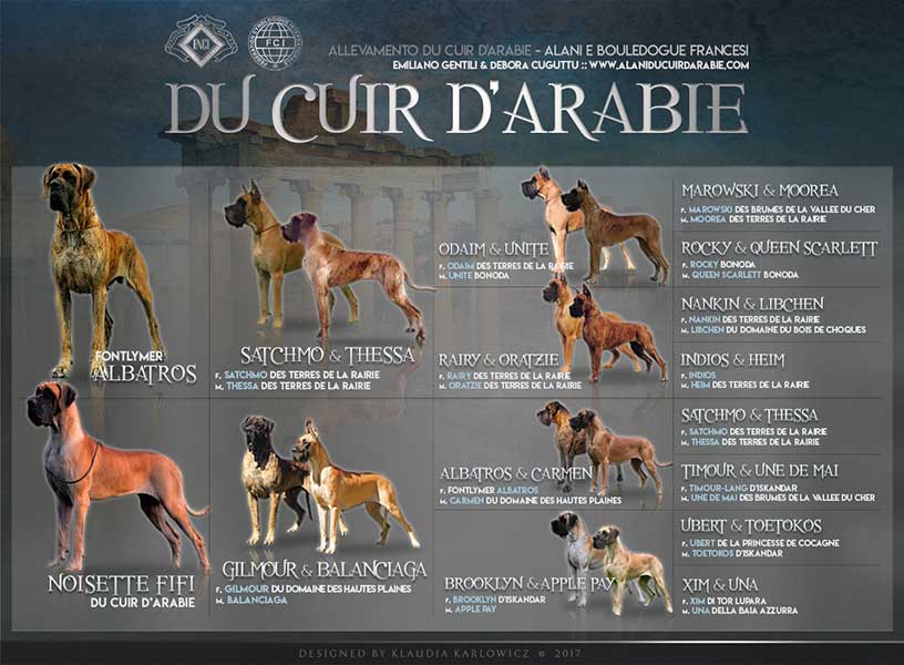 Pedigree cucciolata alano fulvo e tigrato