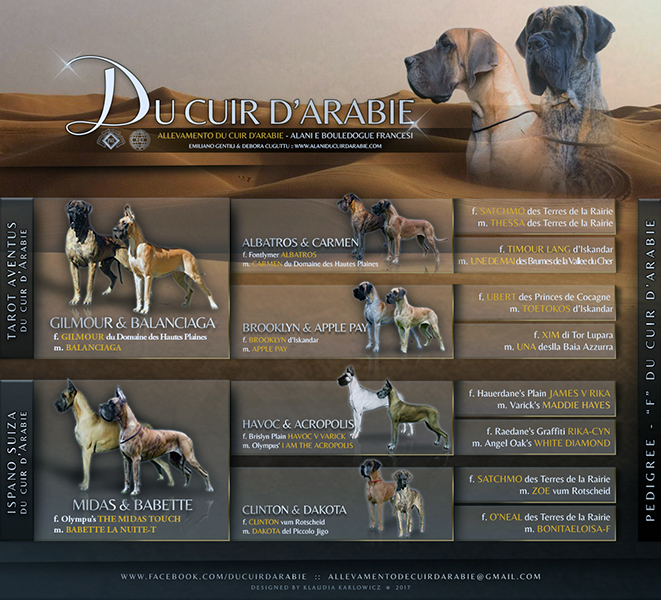 Pedigree cucciolata alano fulvo e tigrato