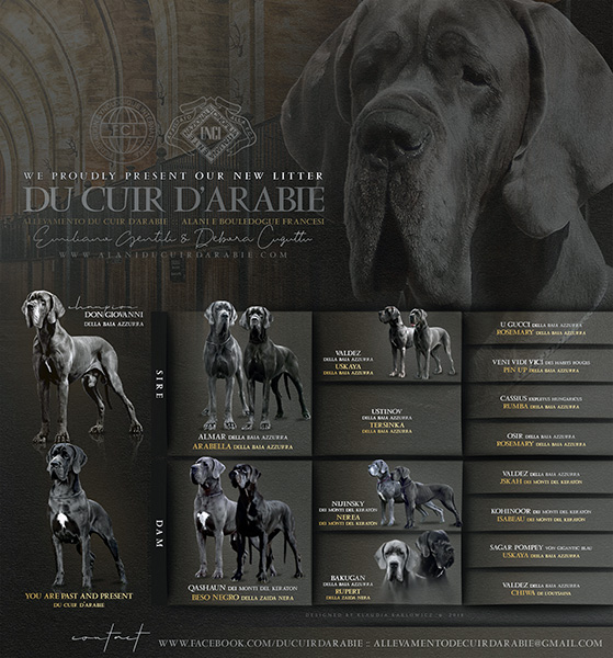 Pedigree cucciolata alano blu e nero