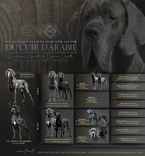 Pedigree Permis de Conduire du Cuir d'Arabie