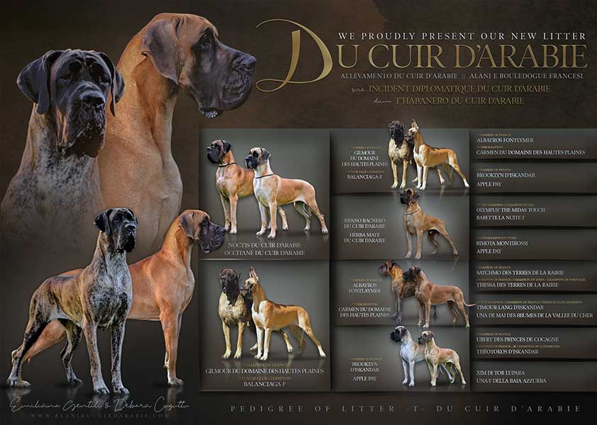 Pedigree cucciolata alano fulvo e tigrato
