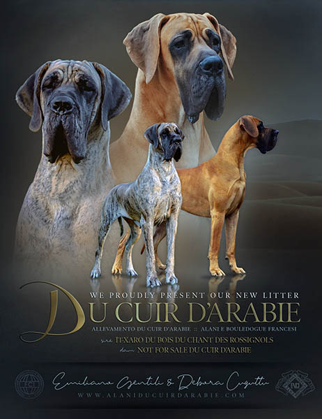 Cucciolata alani T 2019
