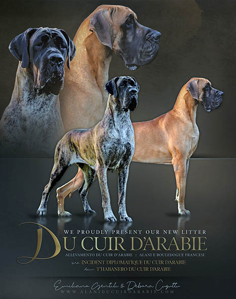 Cucciolata alani T2 2019
