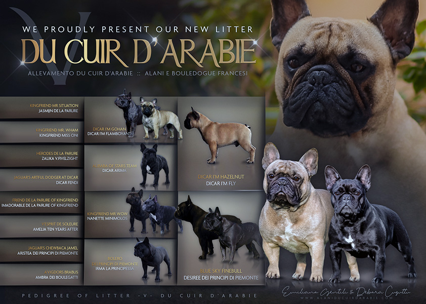Pedigree cucciolata Bouledogue francese 2020