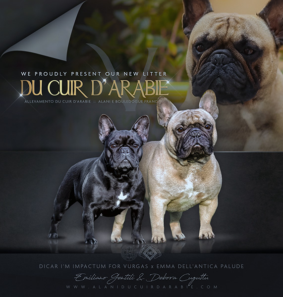 Cucciolata aprile 2020 bouldogue francese