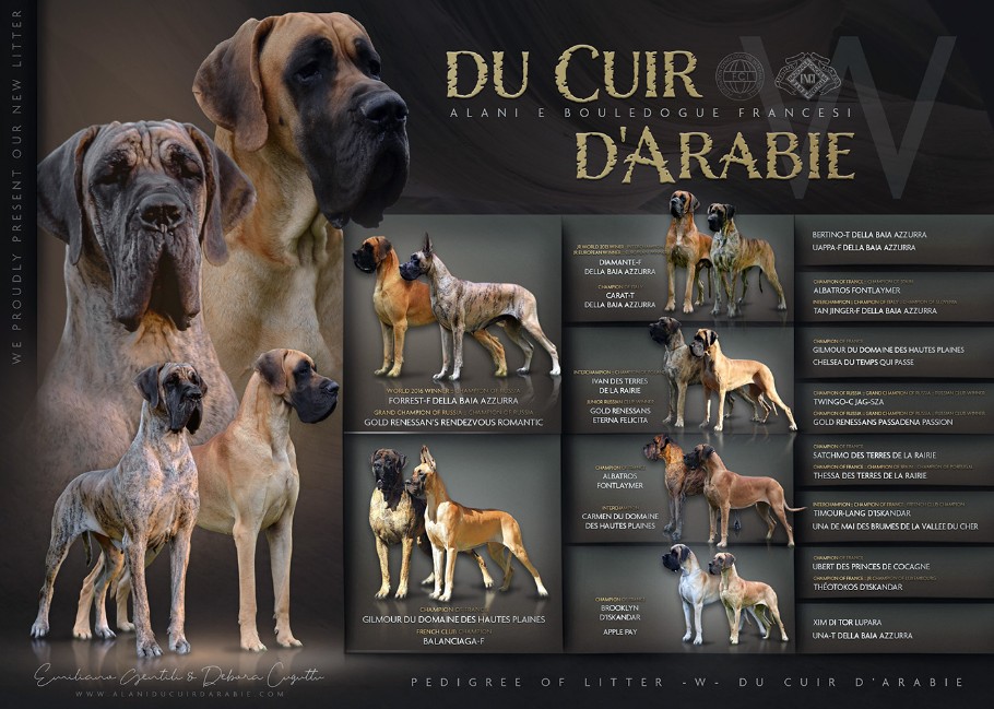 Pedigree cucciolata alano fulvo e tigrato
