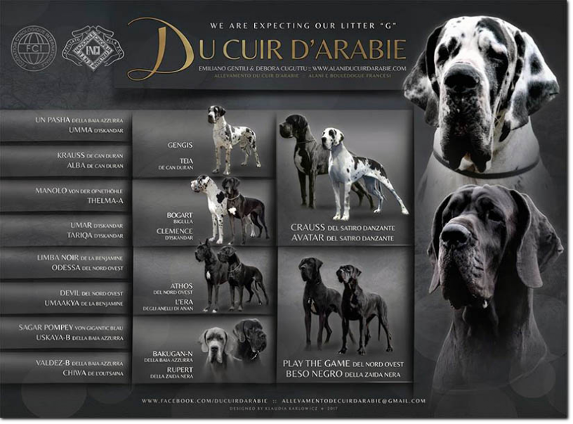 Pedigree Galant Intrigue du Cuir d'Arabie