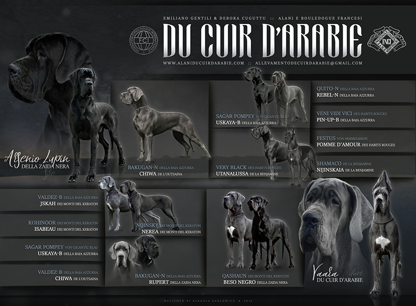 Pedigree cucciolata alano blu e nero