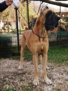 BERNICANA' DI CASTELPARK