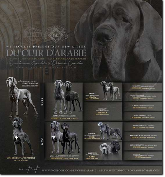 Pedigree Post Scriptum du Cuir d'Arabie