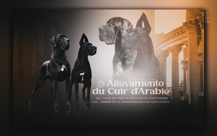 Cucciolata alano blu e nero 2023