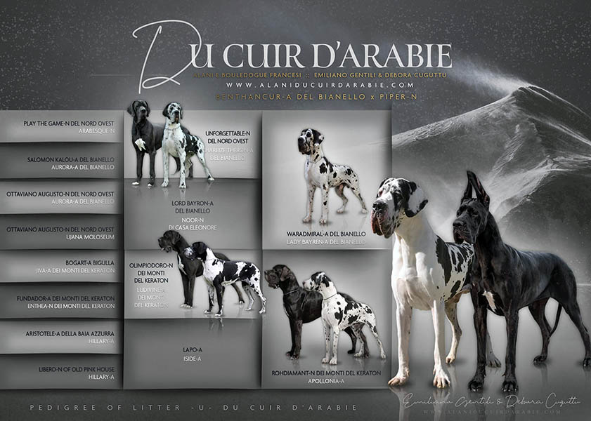 Pedigree cucciolata alano nero e arlecchino