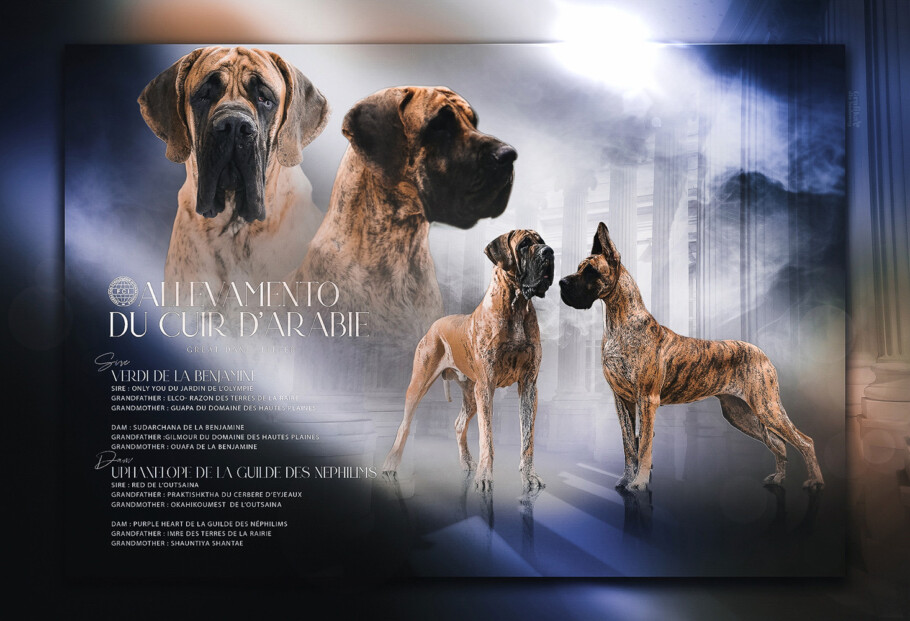 Cucciolata alano blu e nero 2023