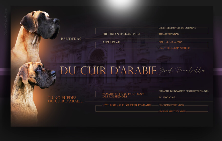 Pedigree Tu no puedes du Cuir d'Arabie