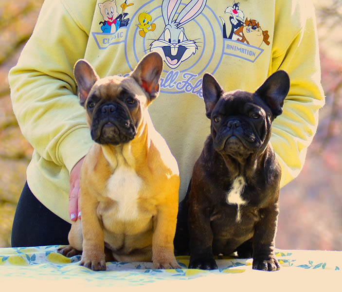 Cucciolata Bouledogue francesi 2023
