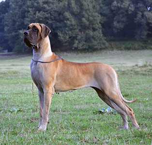 Noisette Fifi du Cuir d'Arabie