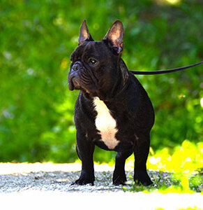 Hellboy du cuir d'arabie