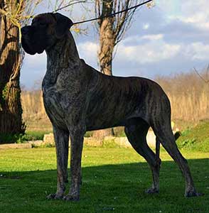 Negromante du Cuir d'Arabie 