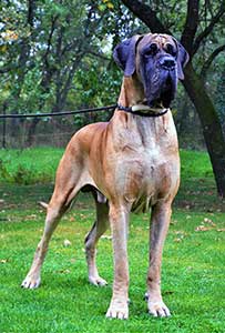 Noctis du Cuir d'Arabie