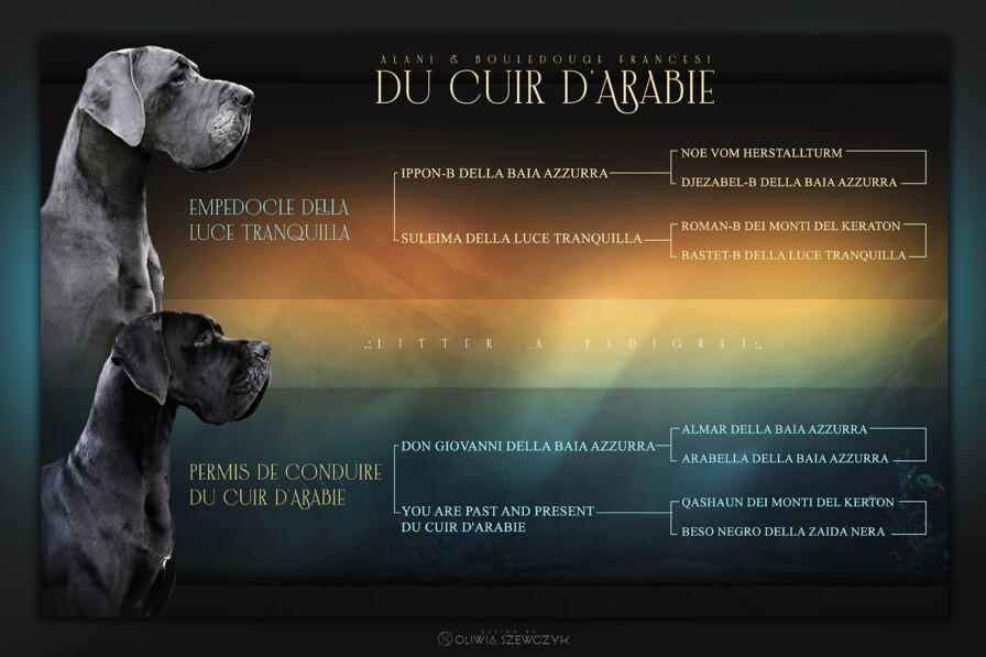 Pedigree Permis de Conduire du Cuir d'Arabie
