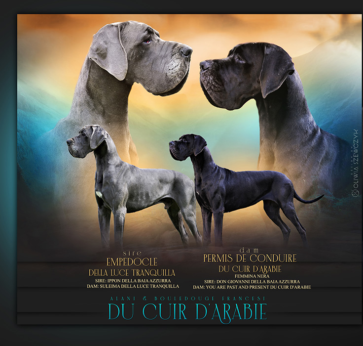 Cucciolata alano blu e nero 2023
