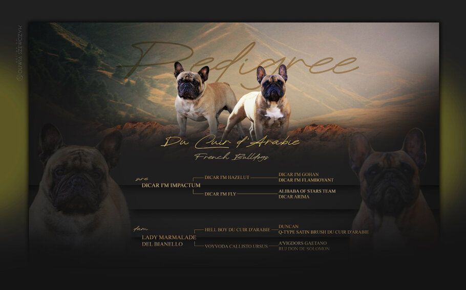Pedigree cucciolata 2024 Bouledogue francese