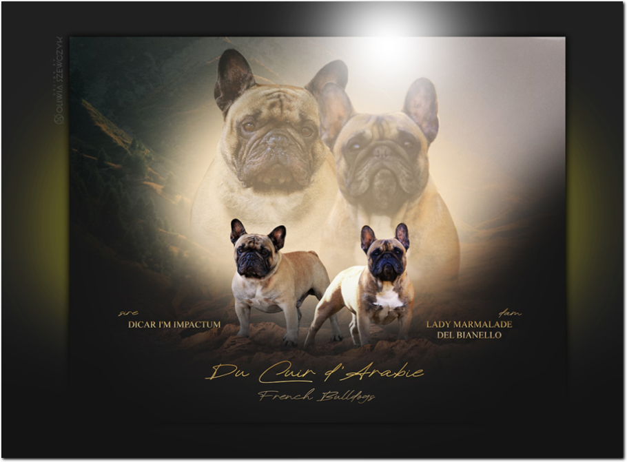 Cucciolata Bouledogue francesi 2024