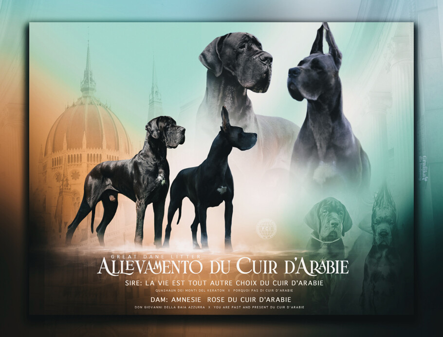 Cucciolata alano blu e nero 2023