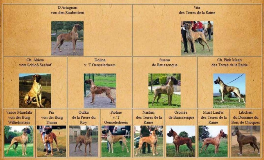 Pedigree alano fulvo e tigrato