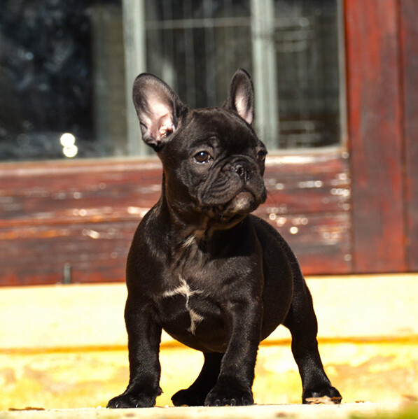 Cucciolata Bouledogue francesi settembre 2024