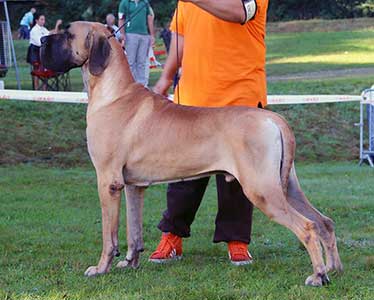 Indio Picaro du Cuir d'Arabie