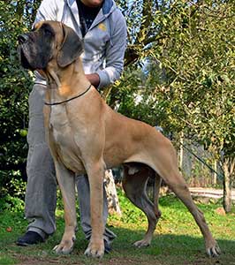 Ispano Rancero du Cuir d'Arabie