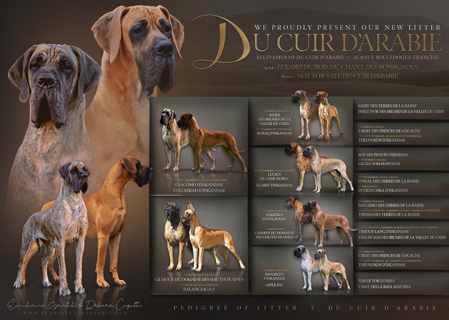 Pedigree Tu no puedes du Cuir d'Arabie