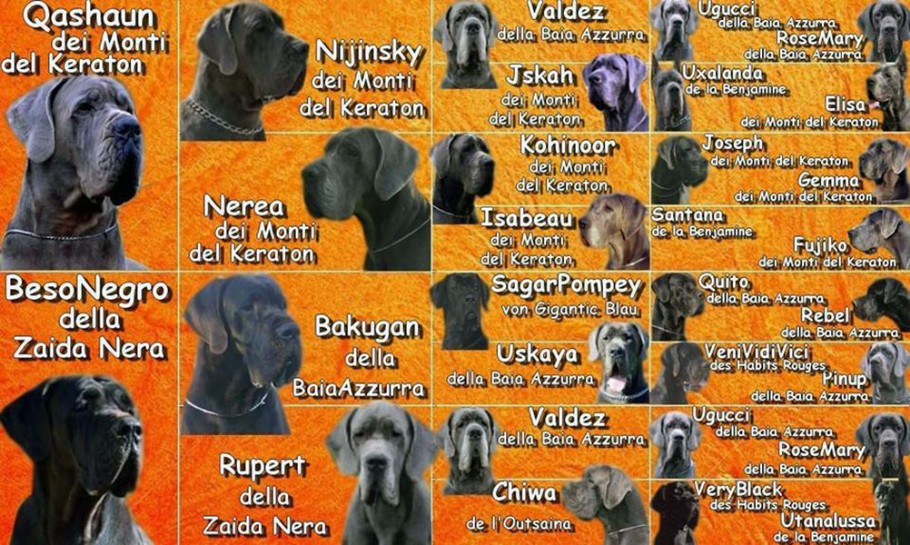 Pedigree cucciolata alano nero e blu