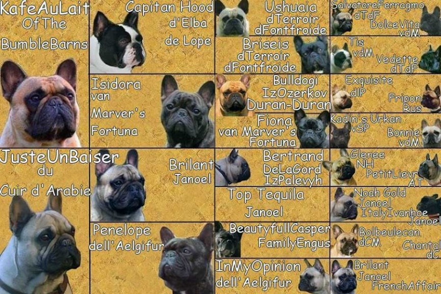 Pedigree cucciolata R