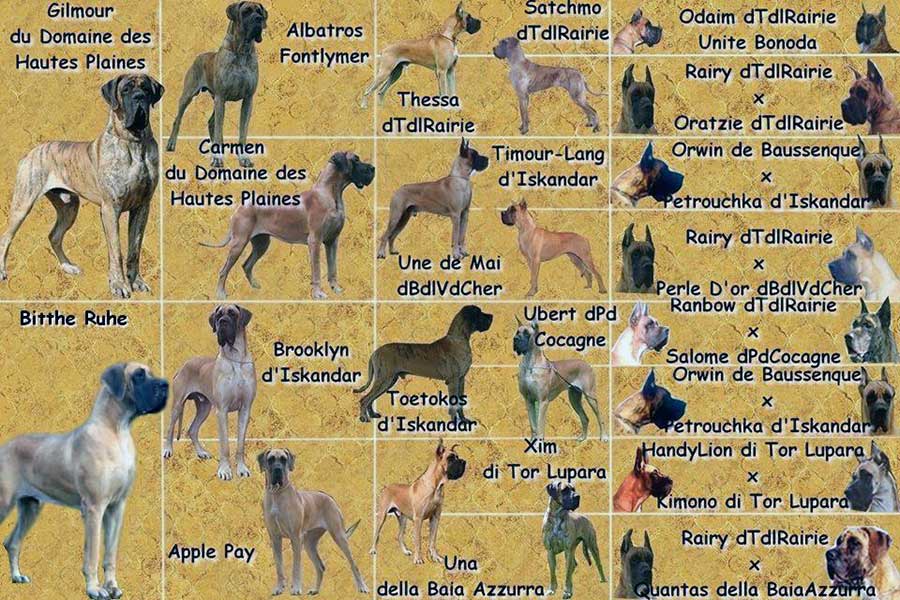 Pedigree cucciolata alano fulvo e tigrato