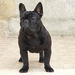 Quint essence du cuir d'arabie